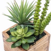 Abono Líquido para Cactus, Crasas y Suculentas PROFESIONAL | Fertilizante líquido que aumenta resistencia Sequía, Reverdece, Fortalece MUY EFECTIVO |  Uso durante todo el año | 350ML para 60 Litros de Agua | Nexum+Market - details 1