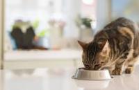 COMIDA GATOS FELIX FANTASTIC FESTIN DE MAR PACK 24X85g Y CARNE PACK 24X85g - details 3