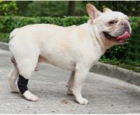 Manguito De Soporte Para Patas De Perro Protección Contra Artritis Y Recuperación De Lesiones Cubierta Protectora Para Articulaciones De La Pata Material De Poliéster - details 16