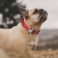 Correa Reflectante De Nylon Para Perros Ajustable Anti-Puñetazos Para Pequeños Medianos Y Grandes Para Caminar Y Entrenamiento - details 9
