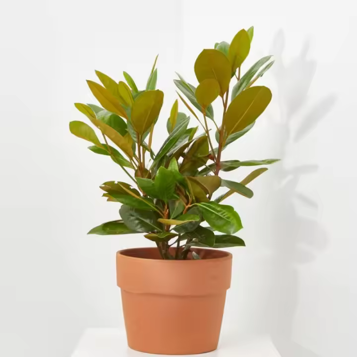 Verdecora MAGNOLIO - 1