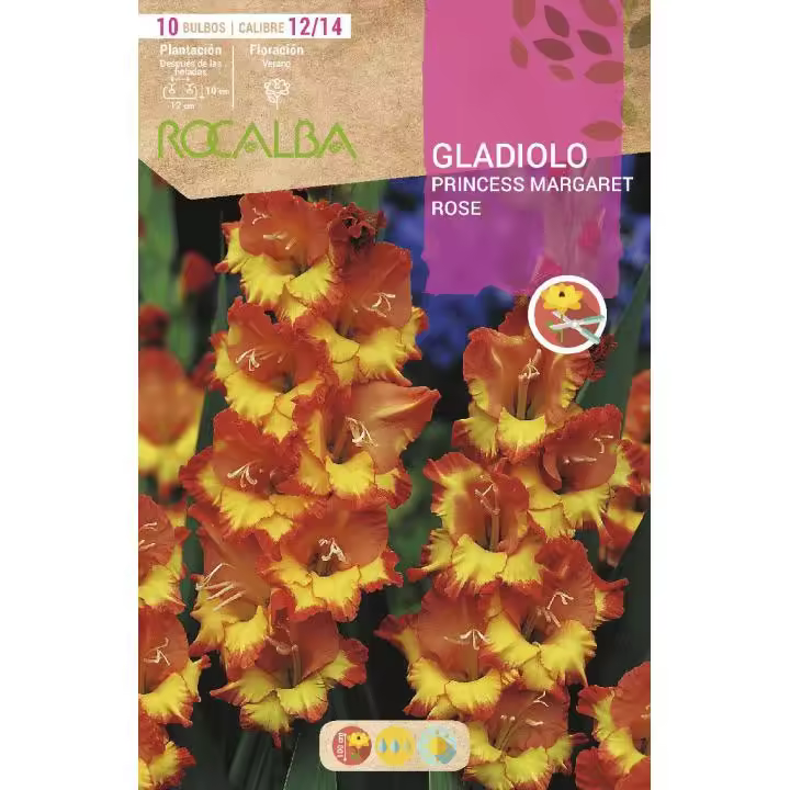 Bulbo Gladiolo naranja con centro Amarillo 10 bulbos - 1