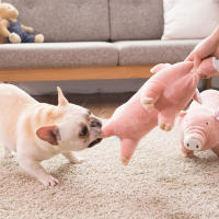 Juguete De Peluche Para Perros Y Gatos Almohadilla De Sueño Companion Mordedor De Algodón Para Pequeños Perros Bulldog Francés Divertido Juguete Para Moler Y Jugar - details 10