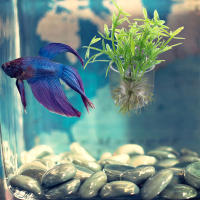 Decoración De Acuario 8pcs Planter Aquático Para Tanque De Peces Soporte Para Plantas De Acuario Escena De Paisaje De Acuario - details 4