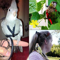 Correa Ajustable Para Pájaros De Nylon Duradero Y Conveniente Con Arnes Fácil De Usar Para Periquitos Herramienta De Jardín - details 2