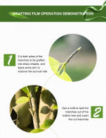 Cinta De Reparación De Jardín Parafilm Barriera De Humedad Para Plantas Arbolado De Fruta Y Semillero FATCOOL Pruner Bypass Plástico Recubierto - details 7