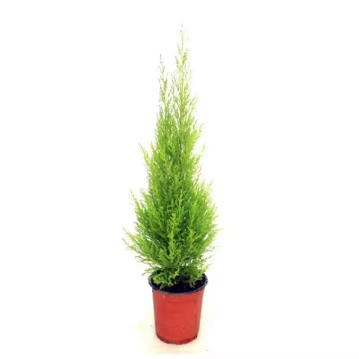 Planta Cupressus Macrocarpa, Cipres Aroma Limón. Segura Garden. Cupressus macrocarpa embellece el jardín con su follaje verde, actúa como cortavientos natural y contribuye a la calidad del aire al absorber CO2. - 1