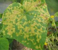 FUNGICIDA SISTEMICO PUNTUAL 45GR - CITRICOS - ARBOLES -HUERTO - VID - PEPINO- CALABACIN- PLANTAS - AGUADO- GOSMOSIS- PHYTOPHTHORA - MILDIU - details 4