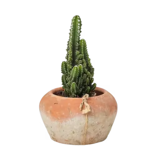 Verdecora Cactus Peruvianus Natural de Interior - Cubremacetas No Incluido - 1