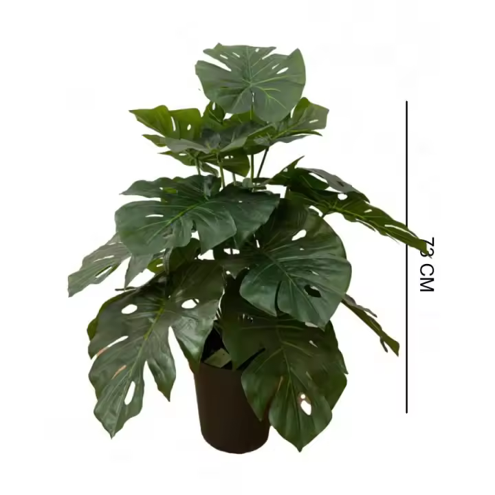Planta monstera 70cm - 1