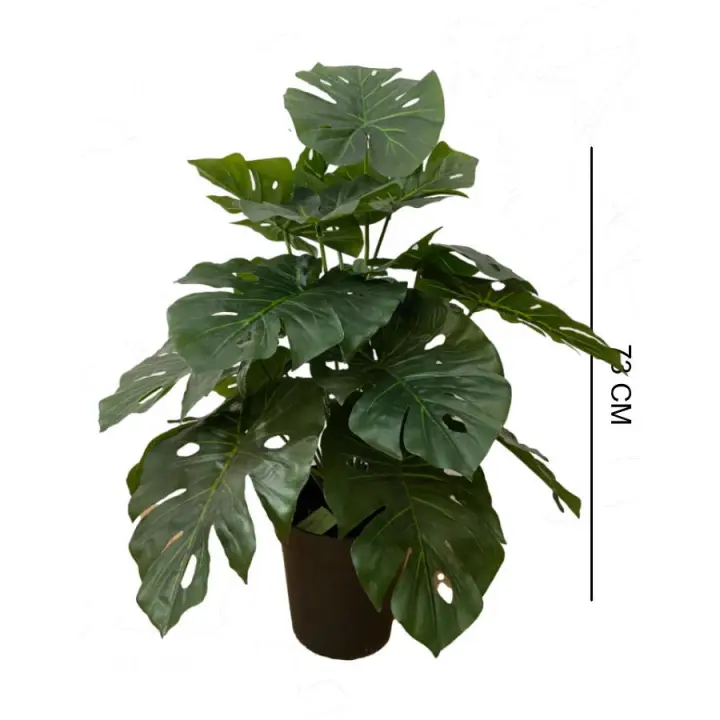 Planta monstera 70cm - 1