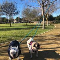Correa De Nylon Para Dos Cabezas De Perro Dual 2 Maneras Correa De Manos Juntas Para Caminar Con Dos Perros Correa De Collarín Para Animales De Estimulación Física - details 3