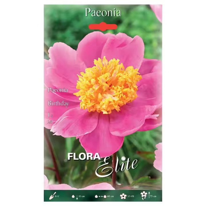 Elite - Bulbo Peonia Birthday 1 Unidad - Máxima Calidad - Flores Rosa Pálido - Forma de Cáliz - 1