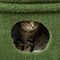 PawHut Árbol Rascador para Gatos Diseño de Cactus Altura 67 cm Torre para Gatos con Cama Caseta de Felpa Poste de Sisal y Bola Colgante 68x30x67 cm Verde - details 3