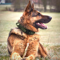 Collar Táctico Para Perros De Medio a Grande Camuflaje Duradero Para Caminar Y Entrenamiento Adecuado Para El Sheperd Aleman - details 8