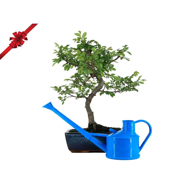 Pack Bonsái Zelkova 10 años + Regadera 0,9L PZ21 BonsaiGranada - 1