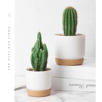 Maceta Autoidal Para Plantas Pequeñas Y Suculentas Doble Capa Con Almacenamiento De Agua Estilo Clásico Material Plástico - details 8