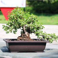 Maceta De Plástico Imitación De Flor Para Balcón Cuadrada Ovale Recipiente Para Plantas Bonsái Jardín Clásica Sin Rellenos - details 7