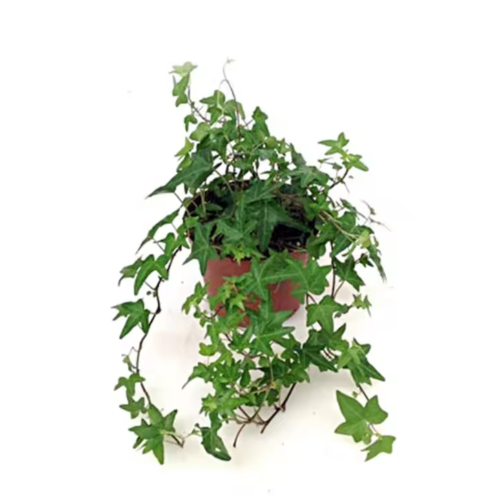 Planta natural colgante Hedera Helix.  Segura Garden. La planta de hiedra colgante mejora la calidad del aire, añade frescura y estilo decorativo, creando un ambiente saludable y acogedor en el hogar - 1