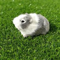 Muñeco De Peluche De Conejo De Felpa Simulación Para Niños Regalo De Cumpleaños Juguete De Animal Suave Figura De Muñeco De Hamster - details 7