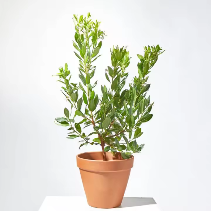 Verdecora MADROÑO - 1