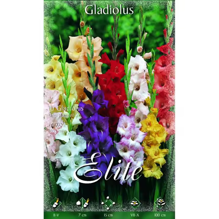 Elite Bulbo Gladiolo Mezcla 70 Unidades Máxima Calidad - 1
