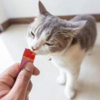 iNABA CHURU KITTEN - Variedad pollo y atún - 20 sobres x 14 gr para gatitos de hasta 1 año - details 1