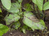 LEICITOR Fosetil AL 80 Plantas - Fungicida en polvo mojable para plantas - Acción preventiva y curativa contra mildiu y fitophtora (phytophthora) - Uso doméstico - Sipcam Jardin - details 1