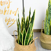 Plantas Artificiales Sansevieria 32/37cm Para Decoración De Jardín Y Hogar Plástico Bonsái DIY Falso Verde Para Interior Y Exterior - details 10