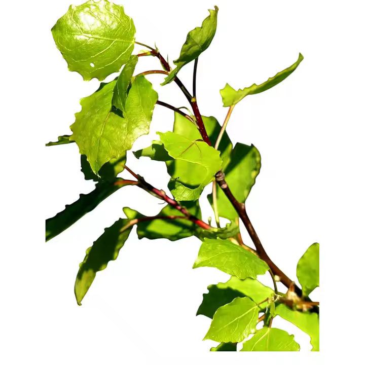 Planta natural arbol Populus Alba. Alamo Blanco. Rápido crecimiento, ofrece sombra densa, mejora del suelo por sus raíces, resistencia a suelos pobres, tolerancia al frío y utilidad ornamental en paisajes amplios. Segura Garden. - 1