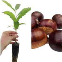 ¡¡¡ 10 Plantas !!! natural Castanea Sativa, Castaño. 20-30 cm. En cepellón. Plantar un castaño aporta sombra, frutos deliciosos, mejora el suelo y fomenta la biodiversidad local. - details 0