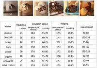 Incubadoras De Huevos Automaticas De 7 Huevos, Pantalla Digital Led, Huevo Incubadora Para Gallinas Pollos Patos Codornices Reptiles, Tortugas, Pájaros - details 2