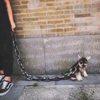 Correa De Perro De Cadena Gruesa Y Dorada Divertida Para Exteriores Correa Básica De Plástico Para Todos Los Estadios Del Perro - details 4