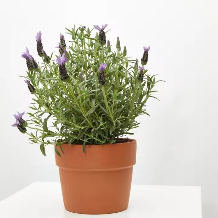 Verdecora CANTUESO - 1