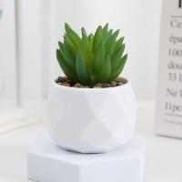 Evergreen Artificial Suculentas Simulación De Plantas Falsas Pequeñas En Macetas Cactus Bonsái Para El Hogar Material Plástico - details 4