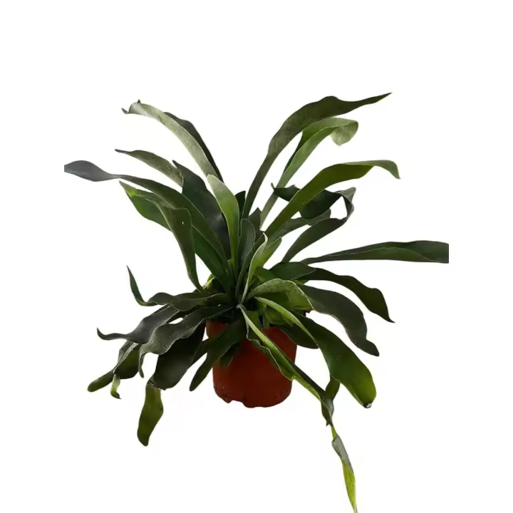Planta Cuerno de ciervo Planta de helecho 12Cm + Maceta de cerámica platycerium bifurcatum exterior interior jardines colección de plantas plantas exóticas - 1