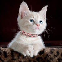 Collar De Gato De Cuero Suave Con Diamantes Bling Y Campana Seguridad Breakaway Ajustable Para Perros Y Gatos XS S Rosa - details 22
