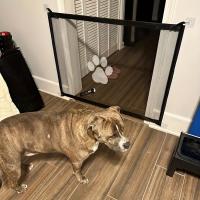 Red Portátil Para Perros Puertas De Aislamiento Seguridad Para Gatos Y Perros Fences No Perforados Suministros De Seguridad Para Mascotas - details 7