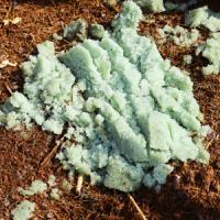 Plantawa Sulfato de Hierro 5Kg, Fertilizante Ecológico Quelato de Hierro, Nutriente para Plantas, Reverdeciente Anticlorosis, Tierra para Plantas Sustrato para plantar Semillas Huerto. - details 3