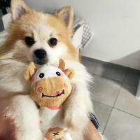 Muñeco De Peluche Mini Búfalo Cartoon Para Mascotas Limpieza De Dientes Juguete De Masticar Sin Sonido Adecuado Para Perros - details 5