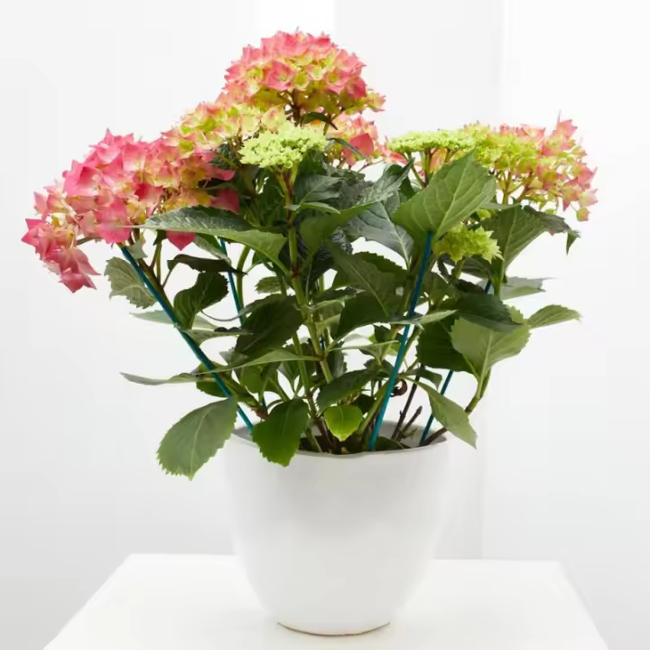 Planta Natural de Interior - Hortensia - Verdecora - Decora Tu Hogar - 1