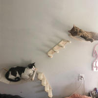 Conjunto De Pasos Para Gato Montado En La Pared Escalera De Madera Sillón Colgante Para Dormir Poste De Rasguñar Moderno Muebles Para Gatos - details 2