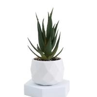 Evergreen Artificial Suculentas Simulación De Plantas Falsas Pequeñas En Macetas Cactus Bonsái Para El Hogar Material Plástico - details 1