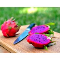Planta natural Pitaya. Pitahaya. Fruta tropical, Frutos deliciosos.Segura Garden. La pitahaya enriquece el huerto con frutas exóticas, atractivas y deliciosas. Además, es resistente y fácil de cultivar, aportando variedad y salud al entorno - details 0