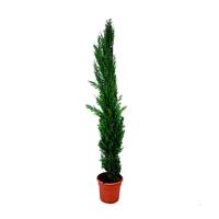 Planta cipres Cupressus Totem. 120 – 130 cm. Segura Garden - details 0