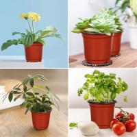 Macetas De Plástico Para Plantas Y Semillas (Rojo) 50 Piezas Juego De Contenedores Para Flores Ideal Para Interior Y Exterior - details 3