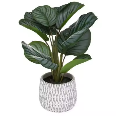 Maranta Geom con maceta cemento, 45 cm de alto - 1