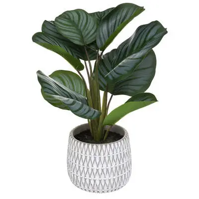 Maranta Geom con maceta cemento, 45 cm de alto - 1