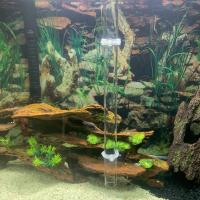 Juego De Alimentador De Acuario Transparente Y Duradero Para Peces Y Langostas Con Tubo Y Plato De Alimentación - details 1