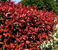 Planta natural Photinia Red Robin, fotinea, potinia. Altura 25 cm. Para setos, bordes o como elemento focal en el jardín.  Segura Garden. - details 0